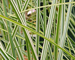 Miscanthus sinensis morninglight