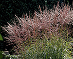 Miscanthus sinensis nippon