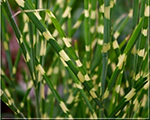 Miscanthus sinensis strictusdwarf