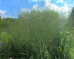 Molinia caerulea