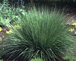 Molinia moorhexe caerulea