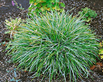 Sesleria caerulea