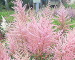 Astilbe rosycloud