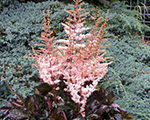 Astilbe spotlight