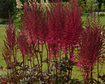 Astilbe mightychocolatecherry