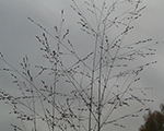 Pennisetum campa