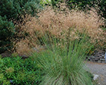 Stipa gigantea