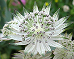 Astrantia alba