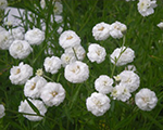 Achillea ptarmica noblessa