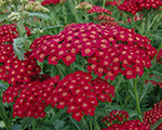 Achillea redwelvet