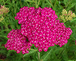 Achillea saucyseduction
