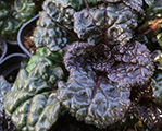 Ajuga metallicacrispa