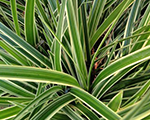 Carex morovii goldband