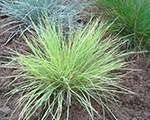 Festuca goldentoupee