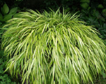 Hakonechloa macra stripeinrich