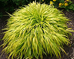 Hakonechloa macra allgold