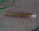 Pennisetum alopecuroides blackbeauty