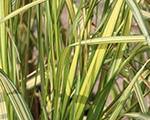 Calamagrostis england