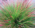 Festuca amethystina walberla