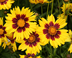Coreopsis sunkiss