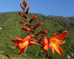 Crocosmia crocosmiiflora