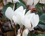 Cyclamen hederifolium silvermewhite