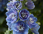 Delphinium delphinalightbluewhitebee