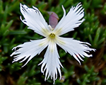 Dianthus berlinsnow