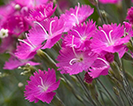 Dianthus firewitch