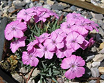Dianthus microlepis