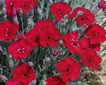 Dianthus rubin