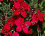 Dianthus deltoides confettideepred