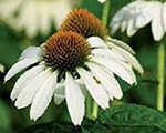 Echinacea feelingwhite