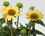 Echinacea prairieblazegoldenyellow