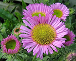 Erigeron glaucus seabreeze