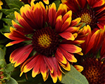 Gaillardia spintoporangehalo