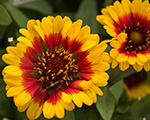 Gaillardia spintopredstarburst