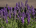 Lavandula angustifolia spearblue