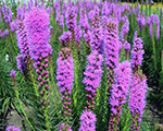 Liatris spicata floristanviolet