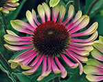 Echinacea greentwister