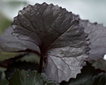 Ligularia pandora