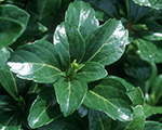 Pachysandra terminalis greensheen