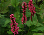 Persicaria amplexicaulis firetail