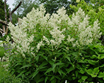 Persicaria polymorpha