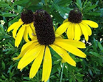 Rudbeckia maxima