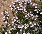 Thymus vulgaris