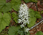 Tiarella cordifolia