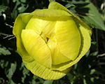 Trollius europaeus andis