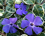 Vinca minor ralphshugert
