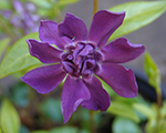 Vinca minor rubraplena
